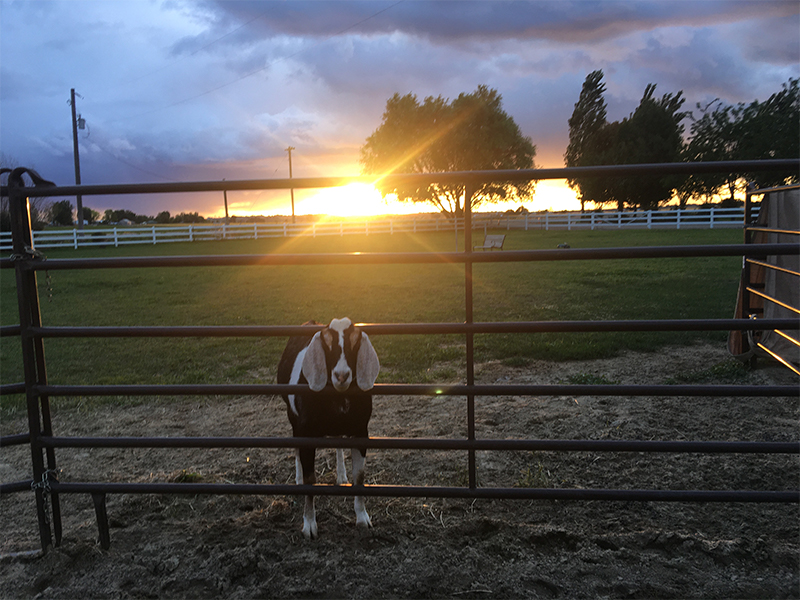 Goat enjoying the fresh country air at SunflowerLane