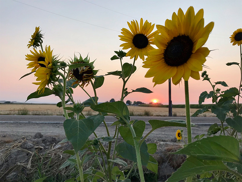 SunflowerLane Sunflowers